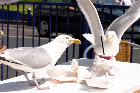 Why are there so many seagulls inland, far away from the.